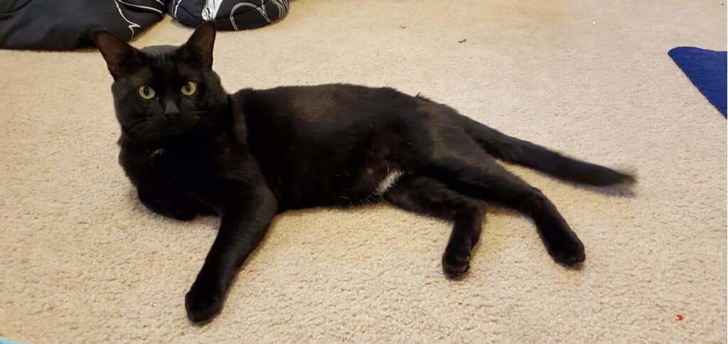 Adopt a friend: Frank